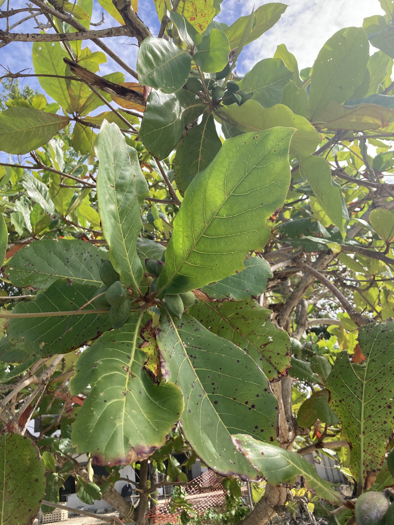 Terminalia catappa L.