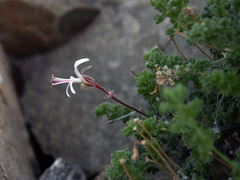 Pelargonium alternans