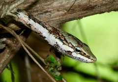 Thelotornis capensis