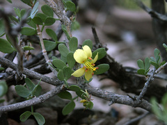 Roepera lichtensteiniana