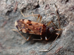 Ozophora picturata