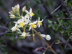 Trachyandra thyrsoidea