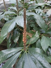 Phlogacanthus thyrsiformis