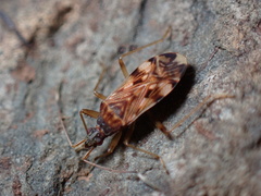 Ozophora picturata