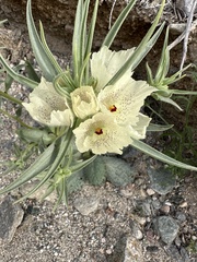 Mohavea confertiflora