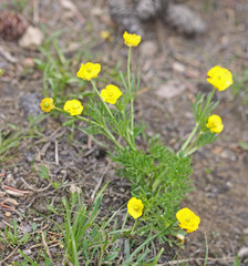 Ranunculus adoneus