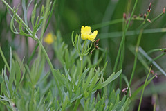 Ranunculus adoneus
