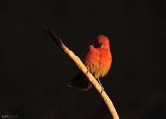 Lagonosticta senegala
