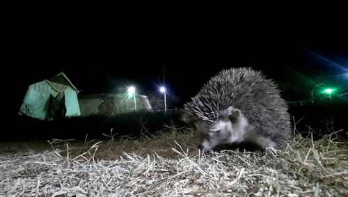 Somali Hedgehog