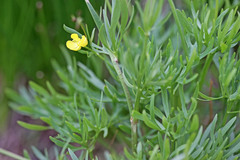 Ranunculus adoneus