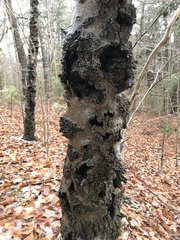 Cryptococcus fagisuga