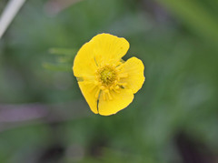 Ranunculus adoneus