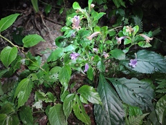 Strobilanthes cusia