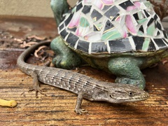 Elgaria multicarinata webbii