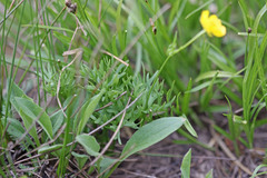 Ranunculus adoneus