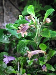 Strobilanthes cusia