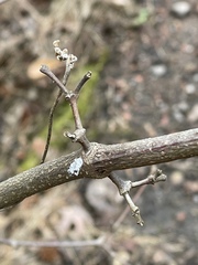Calycanthus floridus