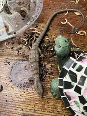 Elgaria multicarinata webbii