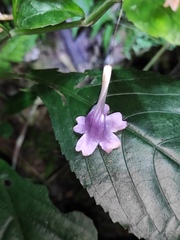 Strobilanthes cusia
