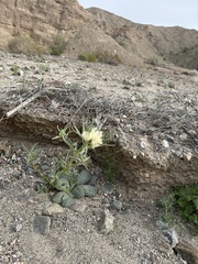 Mohavea confertiflora