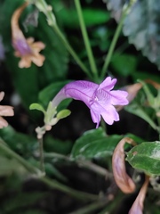 Strobilanthes cusia
