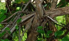 Thelotornis capensis