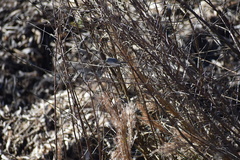 Polioptila caerulea