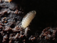 Haplophthalmus danicus