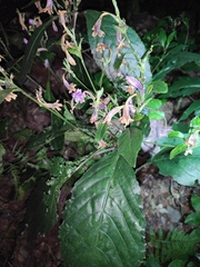 Strobilanthes cusia