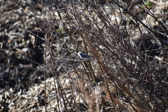 Polioptila caerulea
