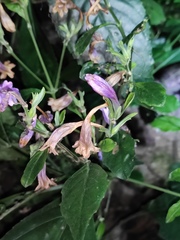 Strobilanthes cusia