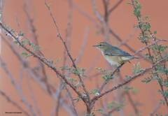 Phylloscopus collybita