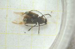Platystomos albinus