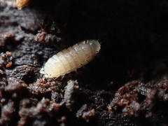 Haplophthalmus danicus