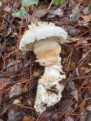 Amanita magniverrucata