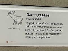 Nanger dama