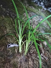 Hemerocallis fulva