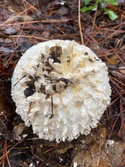 Amanita magniverrucata