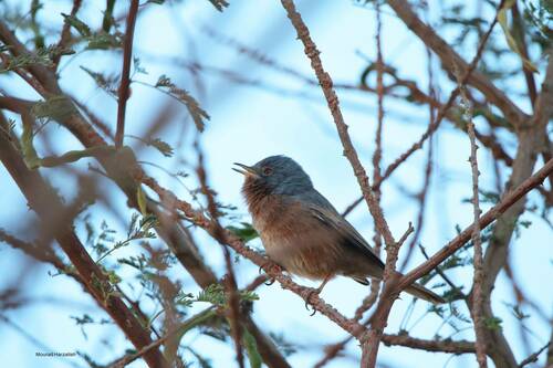 Tristram's Warbler (Curruca deserticola), photo 8