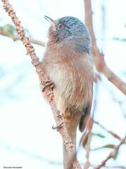 Curruca deserticola