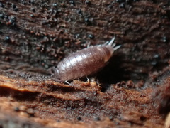 Trichoniscidae