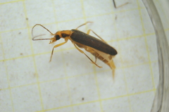Nacerdes carniolica