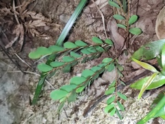 Phyllanthus cochinchinensis