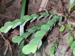 Phyllanthus cochinchinensis