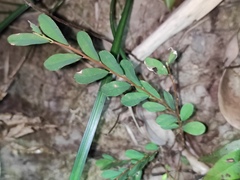 Phyllanthus cochinchinensis