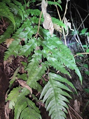 Woodwardia japonica