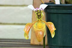 Paphiopedilum