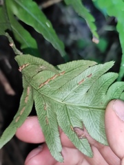 Woodwardia japonica