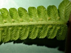 Christella parasitica