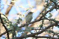 Phylloscopus collybita